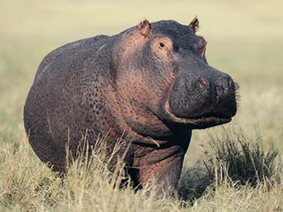 Honiton hippo